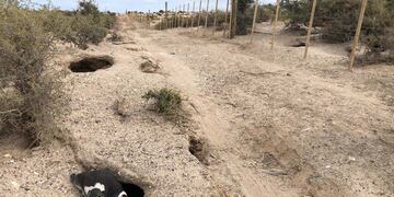 Pingüinos de Punta Tombo