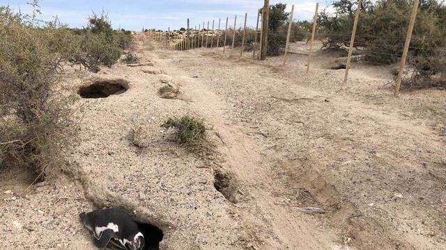 Pingüinos de Punta Tombo