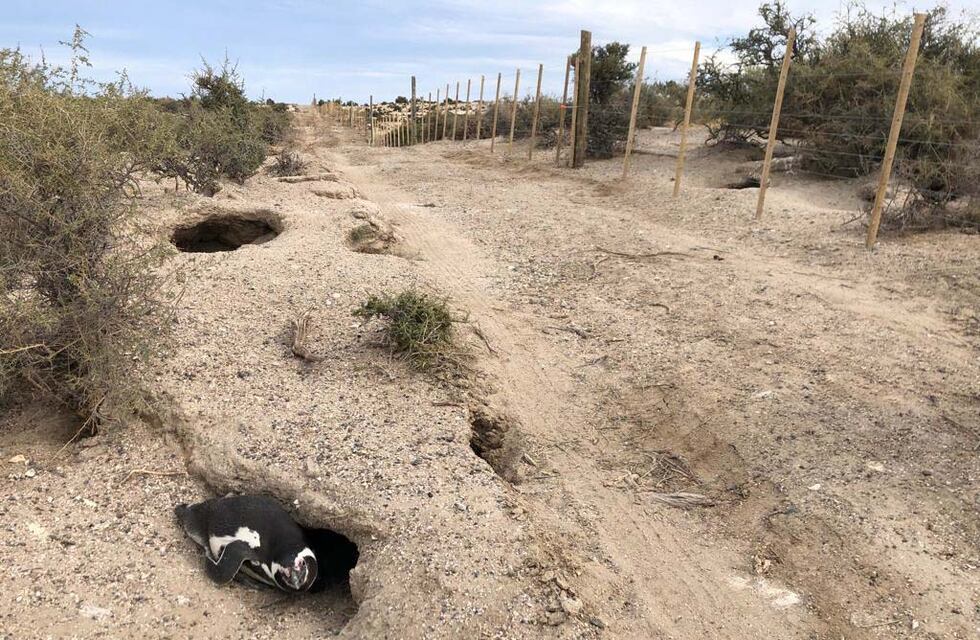 Masacre ambiental en Punta Tombo: se aplastaron 146 nidos y murieron 292 pichones