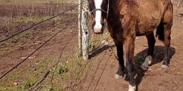 Caballos sueltos, un problema en Rafaela