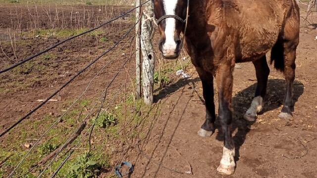 Caballos sueltos, un problema en Rafaela