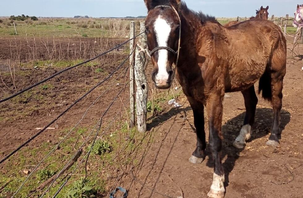 Quieren sancionar a los dueños de los caballos sueltos