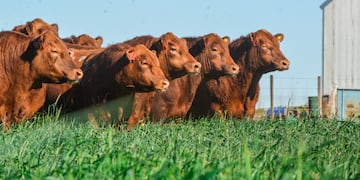 Los ejemplares Angus colorado tienen muy bien "marbling", lo que garantiza terneza en su carne y facilidad para la reproducción. (Gentileza Genética L'arachide)