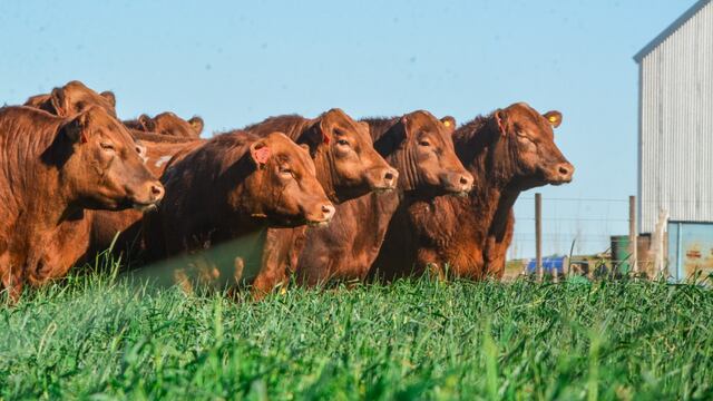 Los ejemplares Angus colorado tienen muy bien "marbling", lo que garantiza terneza en su carne y facilidad para la reproducción. (Gentileza Genética L'arachide)