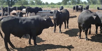 Los toros que saldrán a la venta este año ya toman forma en El Porvenir (La Voz).