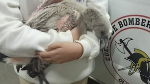 Rescatan a una cría de flamenco y la trasladan al centro Tatú Carreta en Córdoba