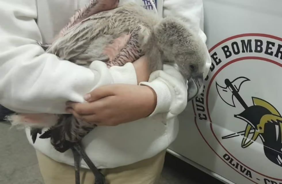 Rescatan a una cría de flamenco y la trasladan al centro Tatú Carreta en Córdoba