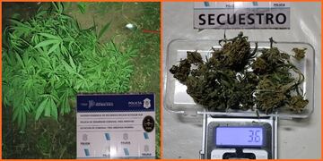 Secuestraron plantas de marihuana en el domicilio de un aprehendido por amenazar de muerte a su pareja