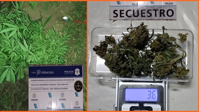 Secuestraron plantas de marihuana en el domicilio de un aprehendido por amenazar de muerte a su pareja