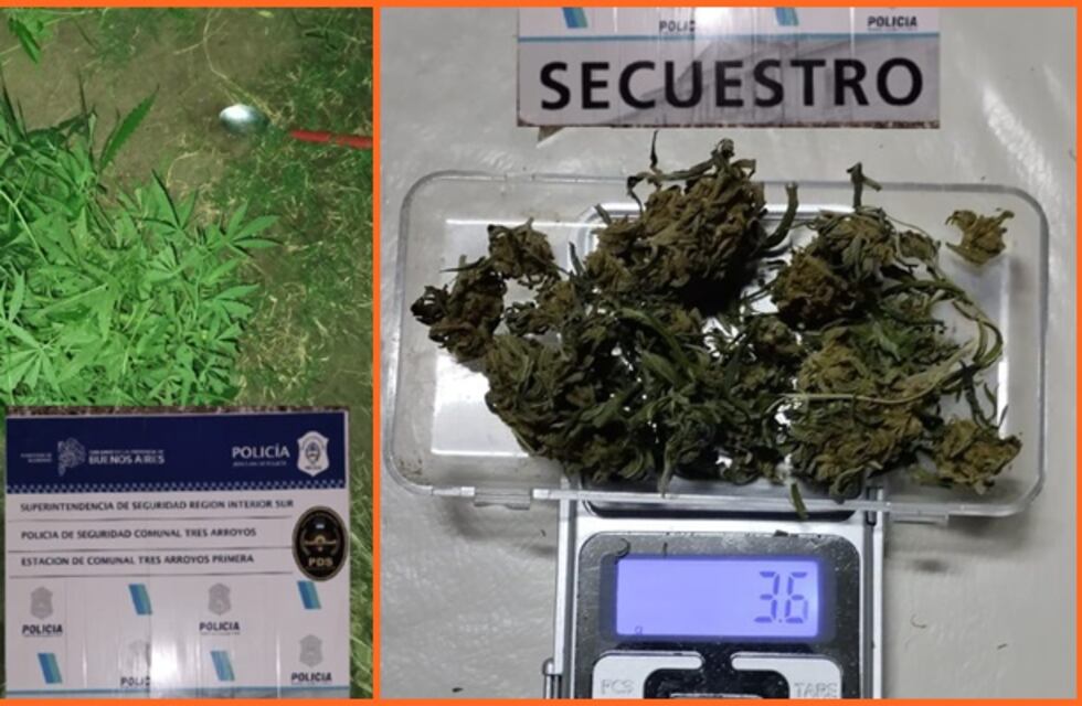 Secuestraron plantas de marihuana en el domicilio de un aprehendido por amenazar de muerte a su pareja