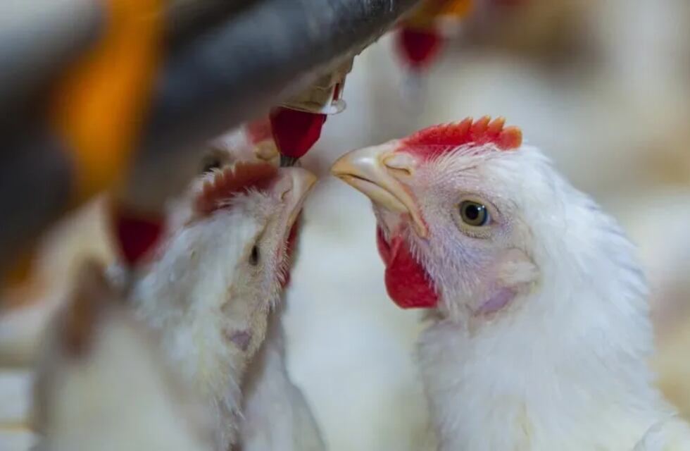 Gripe aviar en la puerta.