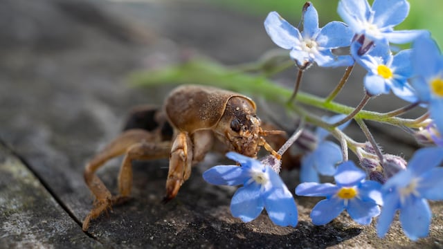 Con un poco de paciencia, podremos armar efectivas trampas ecológicas que eliminarán todos los huevos y larvas de grillo topo en nuestro jardín.