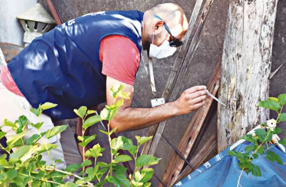 El índice larvario se triplicó en Oberá y preocupa el alto riesgo de un brote de dengue
