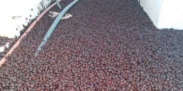 Miles y miles de cascarudos invadieron la localidad pampeana de Santa Isabel