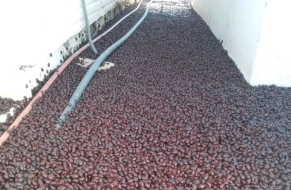 Video: impresionante invasión de cascarudos en La Pampa