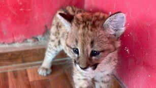 Cachorro de puma rescatado