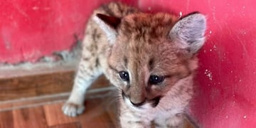 Cachorro de puma rescatado