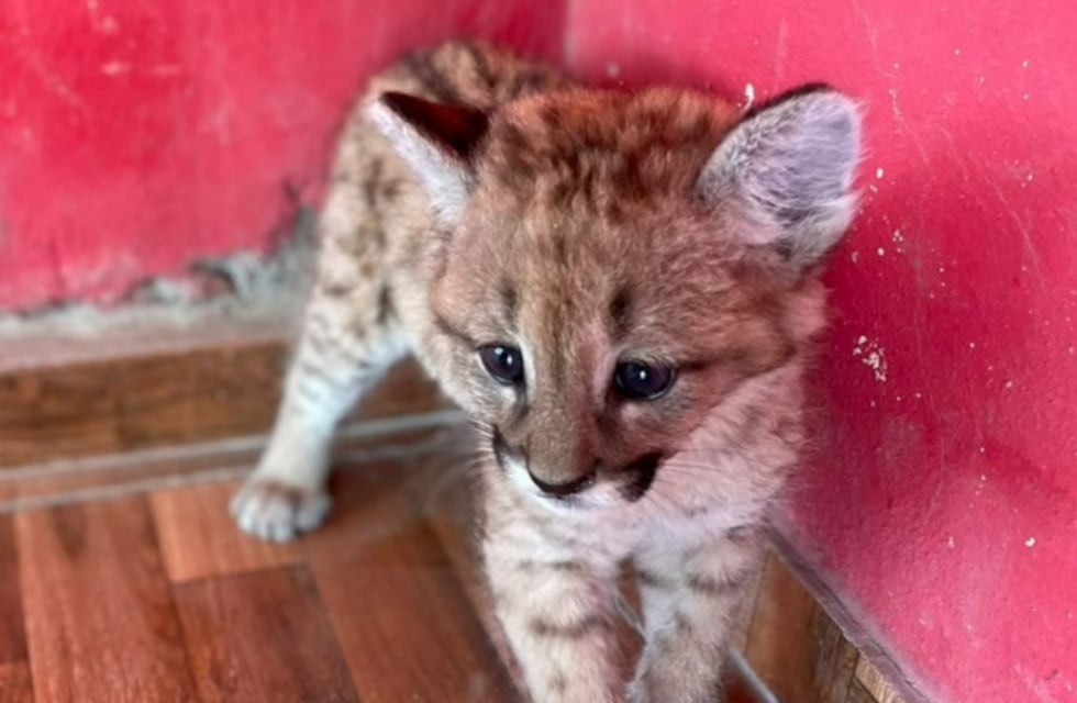 El Tatú Carreta tiene un nuevo huesped: un cachorro de puma rescatado