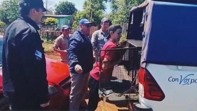 Rescatan un ejemplar de mono caí en cautiverio en Oberá