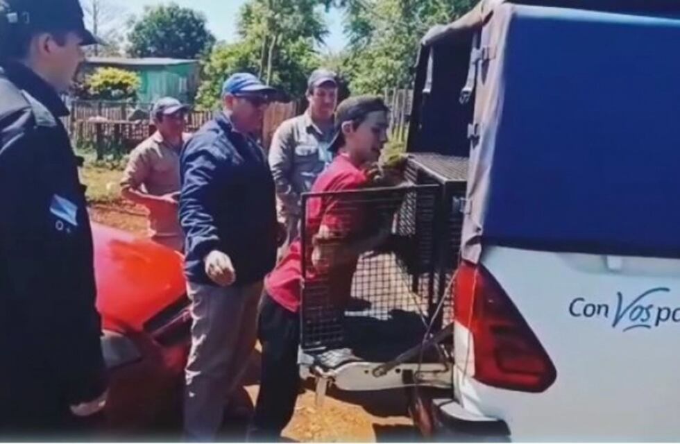 Rescatan un ejemplar de mono caí en cautiverio en Oberá