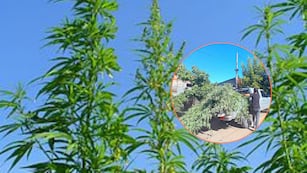 Insólito hallazgo: descubren una plantación de cannabis de más de cuatro metros