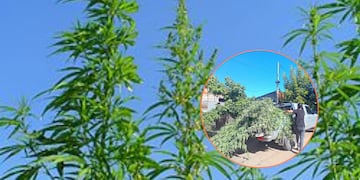 Insólito hallazgo: descubren una plantación de cannabis de más de cuatro metros