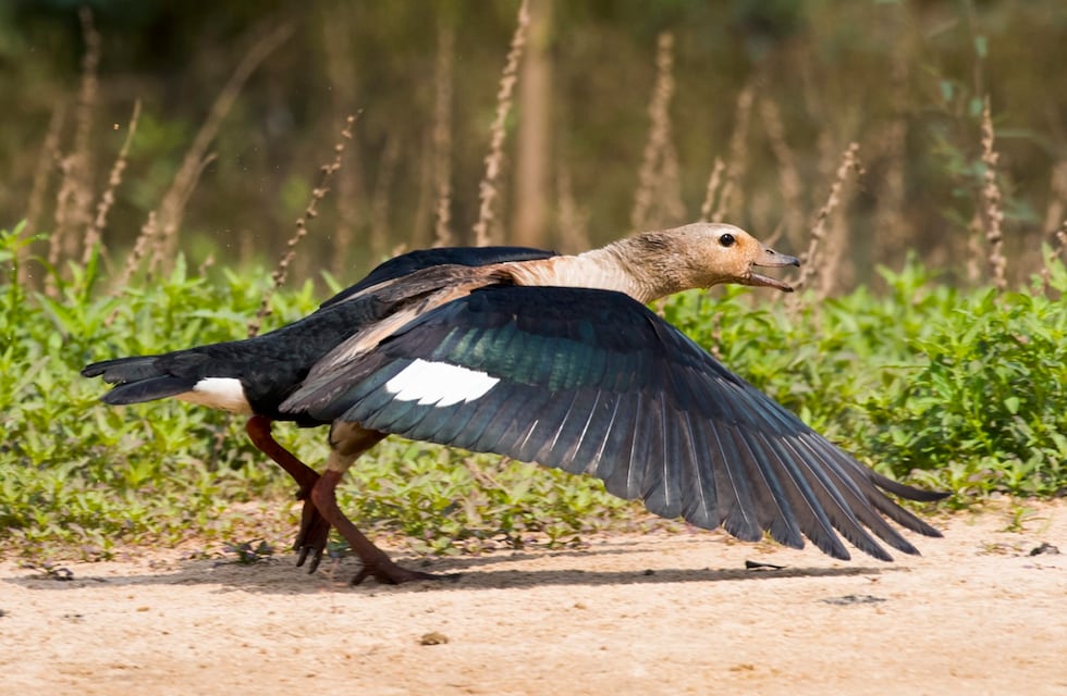 Registraron en Salta una especie de ave que se creía extinta en la región