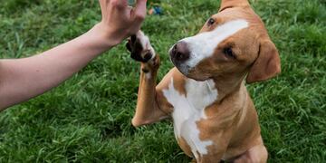 Taller de Educación Canina se dictará en El Trapiche, San Luis.