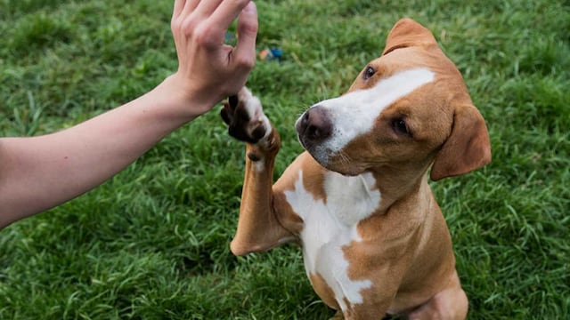 Taller de Educación Canina se dictará en El Trapiche, San Luis.