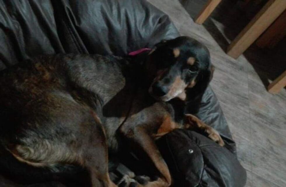 Buscan a una perra que se perdió luego de un accidente de tránsito