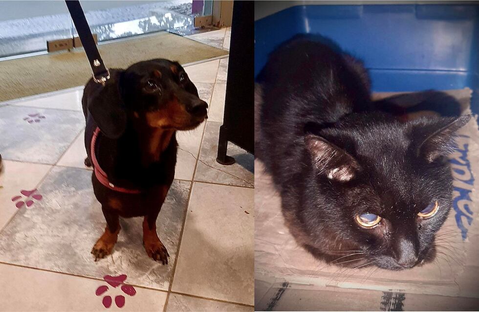 Historias de consultorio: se llevan como perro y gato