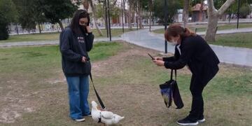 El pato Gilberto paseando en el parque junto a su dueña.