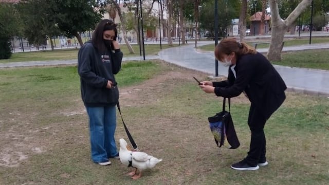 El pato Gilberto paseando en el parque junto a su dueña.