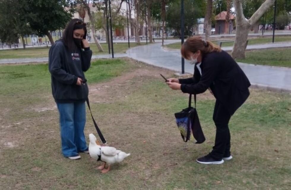 Una mascota poco común: la familia sanjuanina que adoptó a un pato y es furor