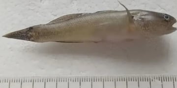 Alerta por la aparición de un pez asiático en la costas de Pehuen Co