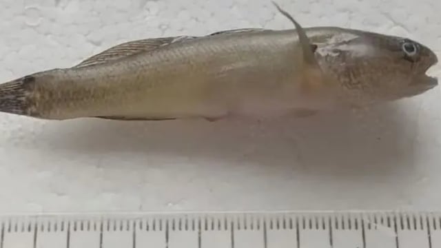 Alerta por la aparición de un pez asiático en la costas de Pehuen Co