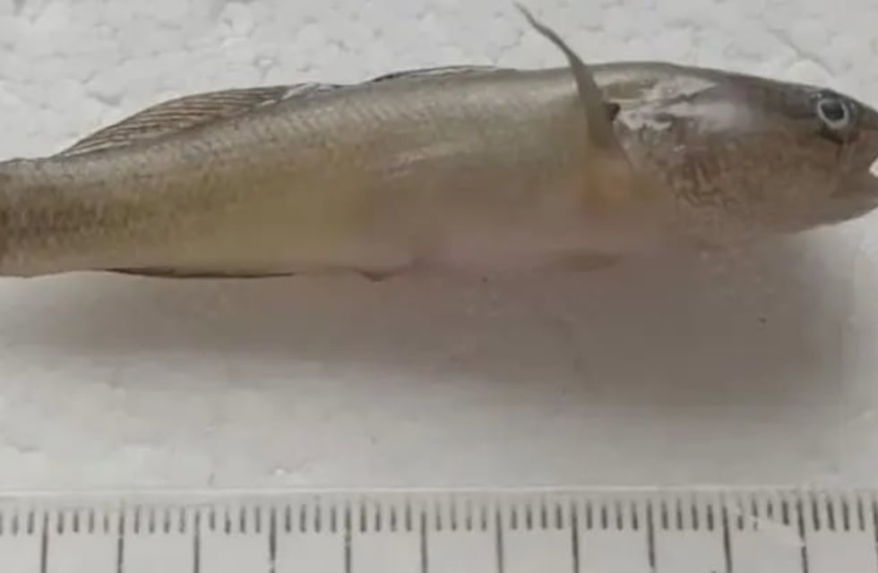 Alerta por la aparición de un pez asiático en la costas de Pehuen Co y Viedma