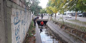 Los vecinos llamaron a los efectivos de bomberos para rescatar al animal. Foto Media Mendoza