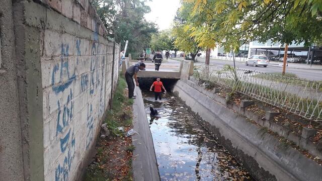 Los vecinos llamaron a los efectivos de bomberos para rescatar al animal. Foto Media Mendoza