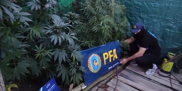 Secuestro de plantas de marihuana en Guaymallén