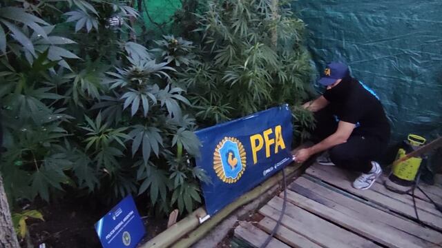 Secuestro de plantas de marihuana