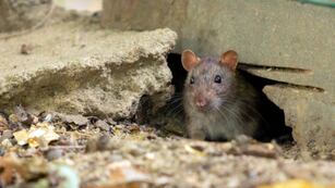 Adiós a las ratas: tres trucos caseros para alejarlas definitivamente de las casas