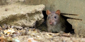 Adiós a las ratas: tres trucos caseros para alejarlas definitivamente de las casas