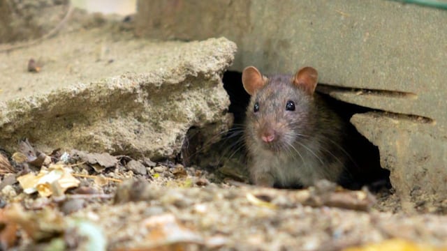 Adiós a las ratas: tres trucos caseros para alejarlas definitivamente de las casas