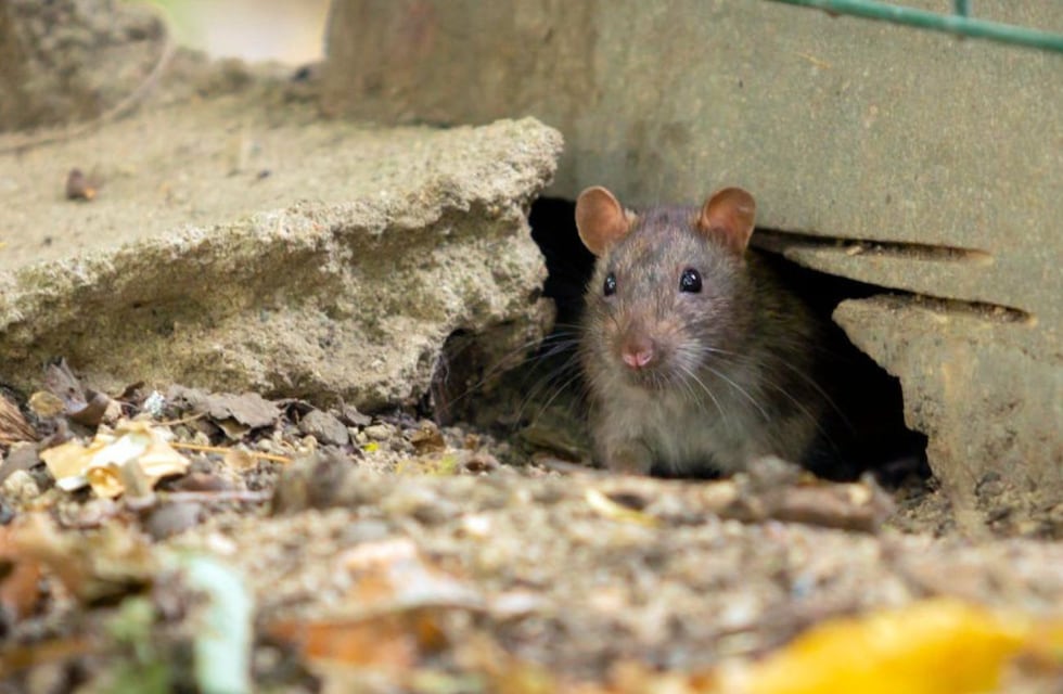 Adiós a las ratas: tres trucos caseros para alejarlas definitivamente de las casas