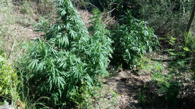 Las plantas de marihuana estaban en una vivienda abandonada en el paraje Colonia Gelman en San Rafael. Imagen ilustrativa.