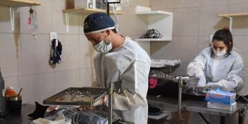 Jornada especial de castraciones