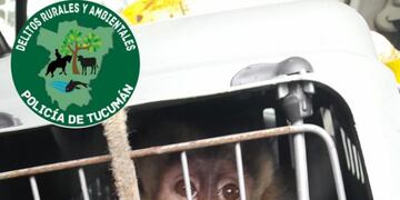 El animal rescatado.