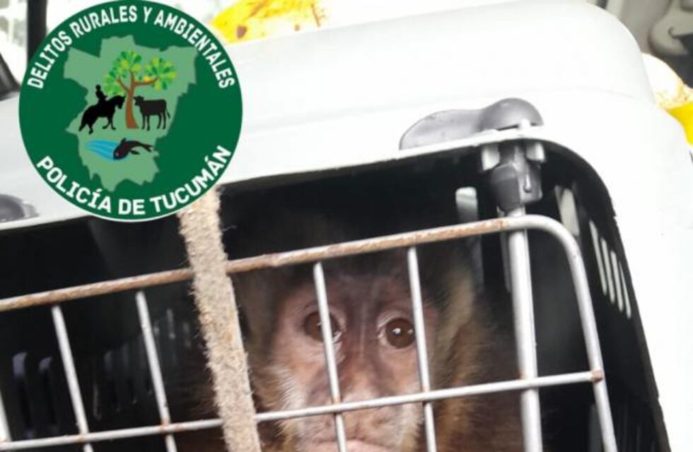 Bella Vista: rescate de fauna exótica