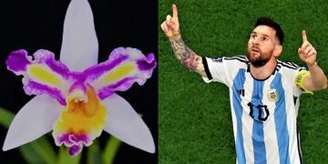 Obereño le puso el nombre de Lionel Messi a una orquídea híbrida.